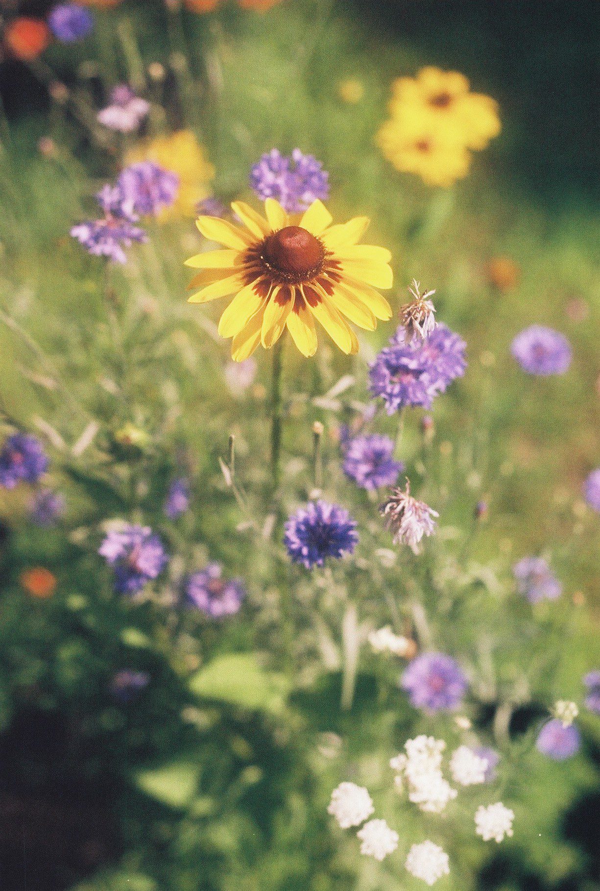 wildflowers
