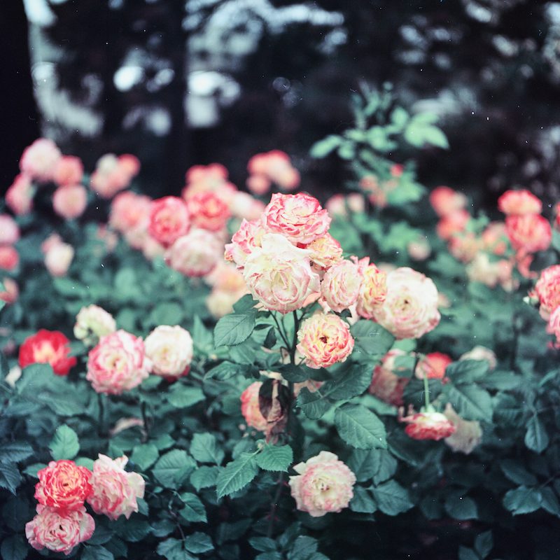 color film